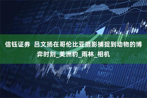 信钰证券  吕文扬在哥伦比亚摄影捕捉到动物的博弈时刻_美洲豹_雨林_相机